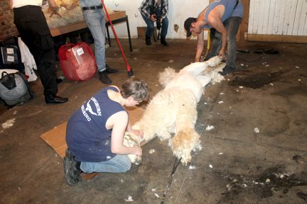 Alpaca Shearing and Fun Run, May 25, 2019 Image
